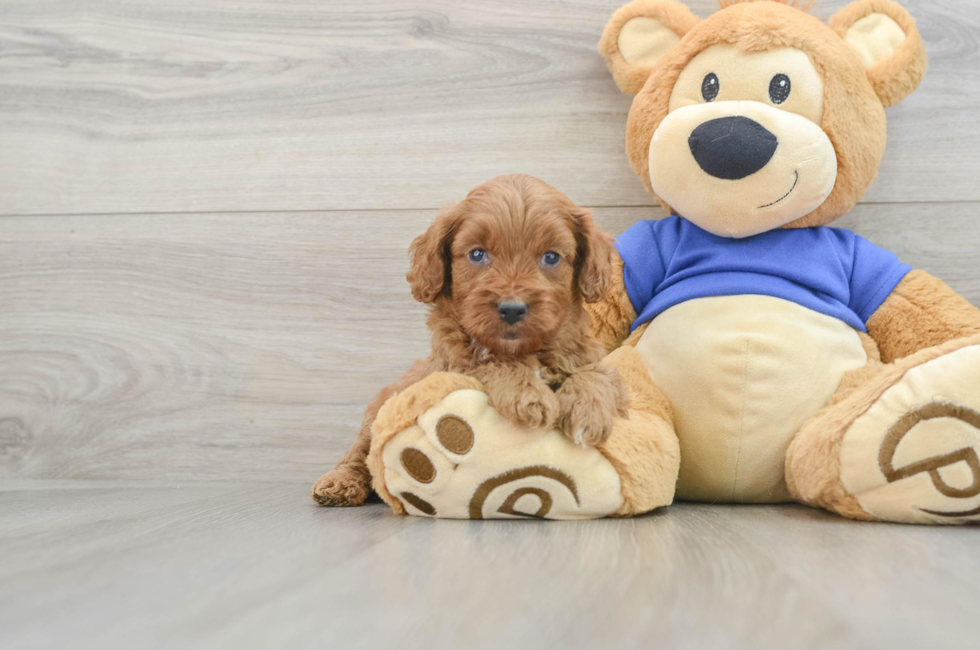 6 week old Cavapoo Puppy For Sale - Puppy Love PR