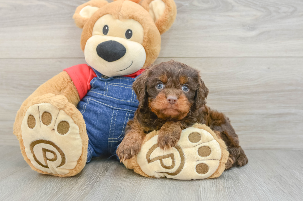 5 week old Cavapoo Puppy For Sale - Puppy Love PR