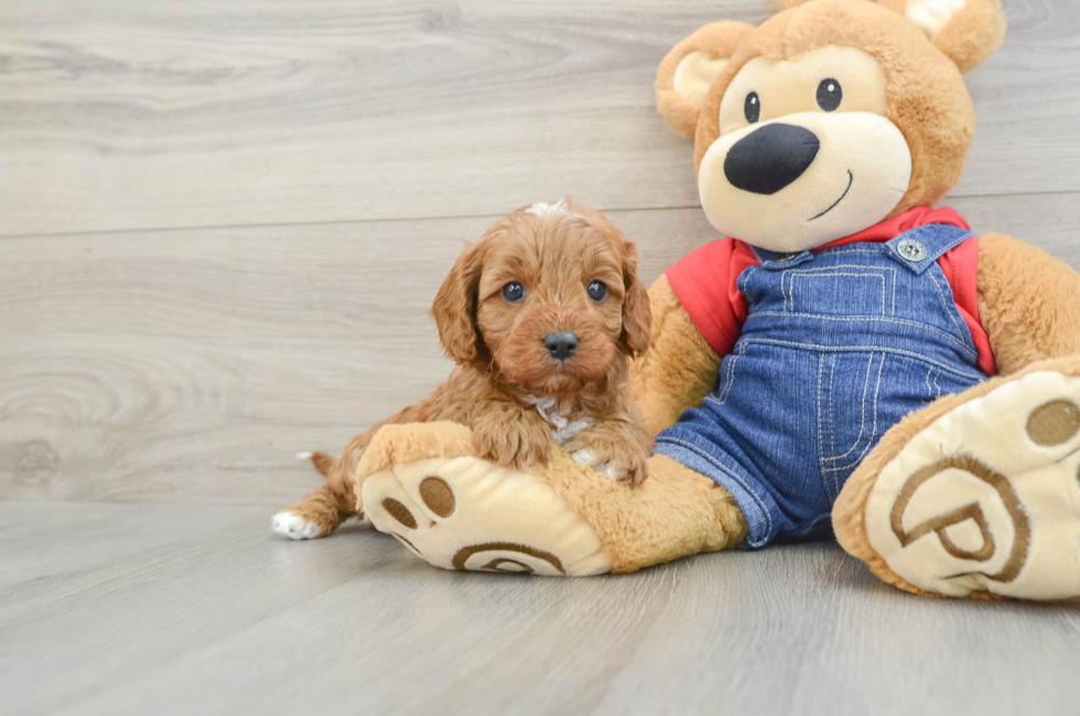 5 week old Cavapoo Puppy For Sale - Puppy Love PR