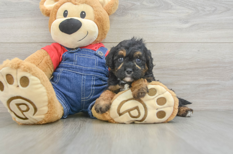 7 week old Cavapoo Puppy For Sale - Puppy Love PR