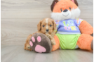 Cavapoo Puppy for Adoption