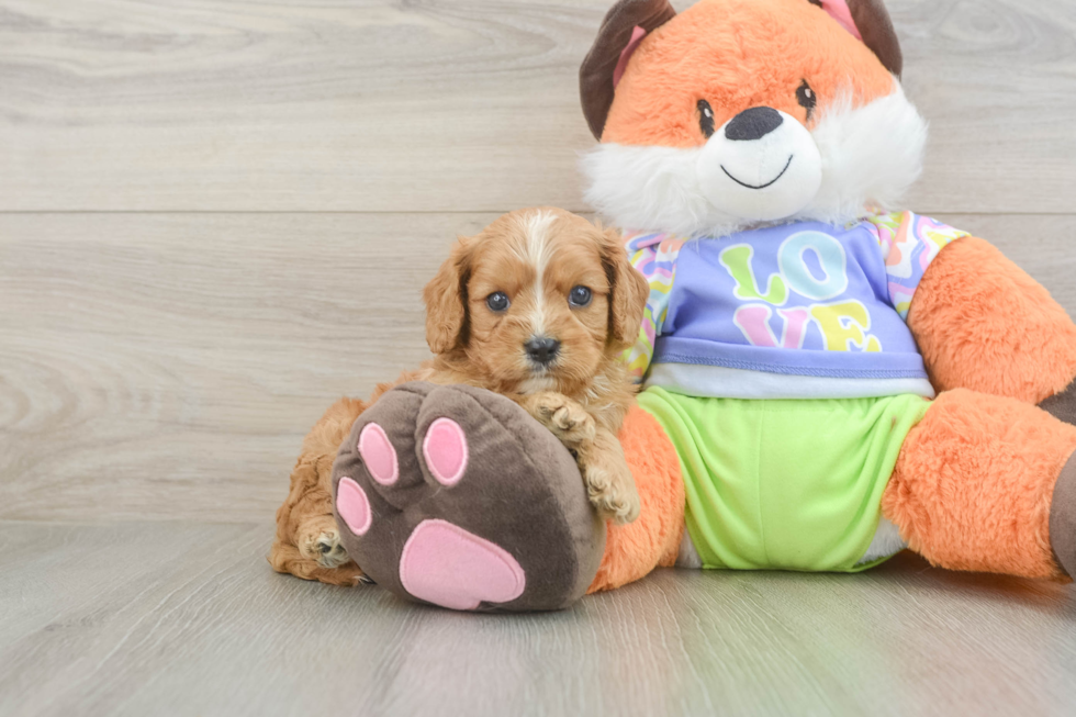 Cavapoo Puppy for Adoption