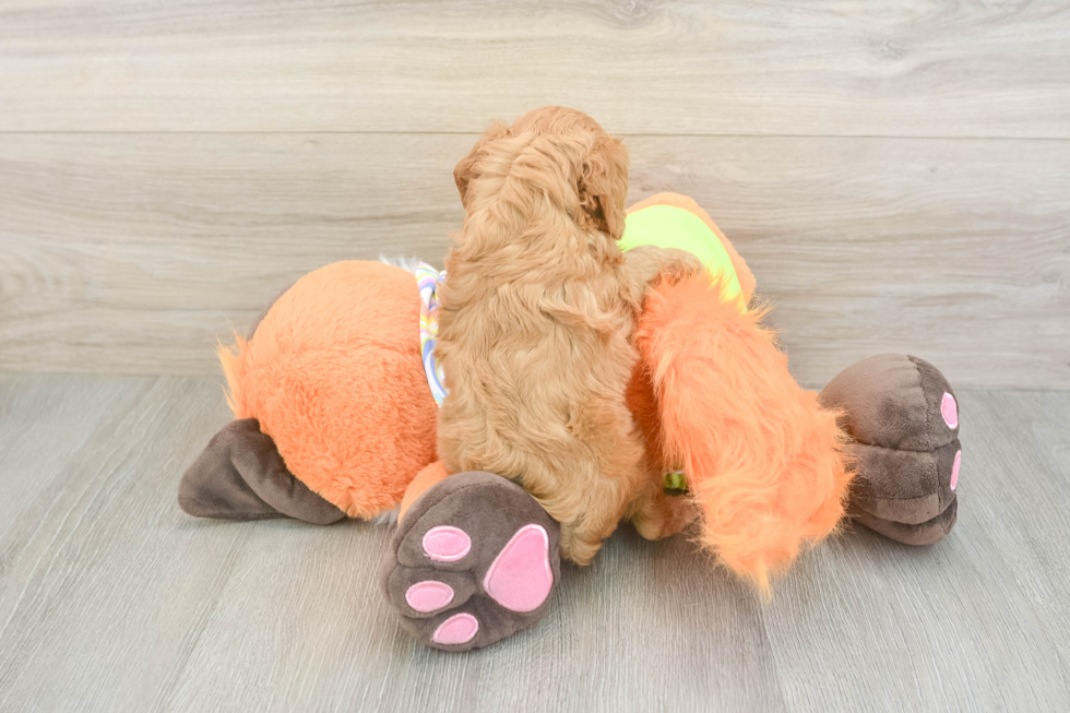 Cavapoo Pup Being Cute