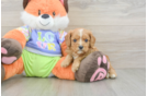 Cavapoo Pup Being Cute