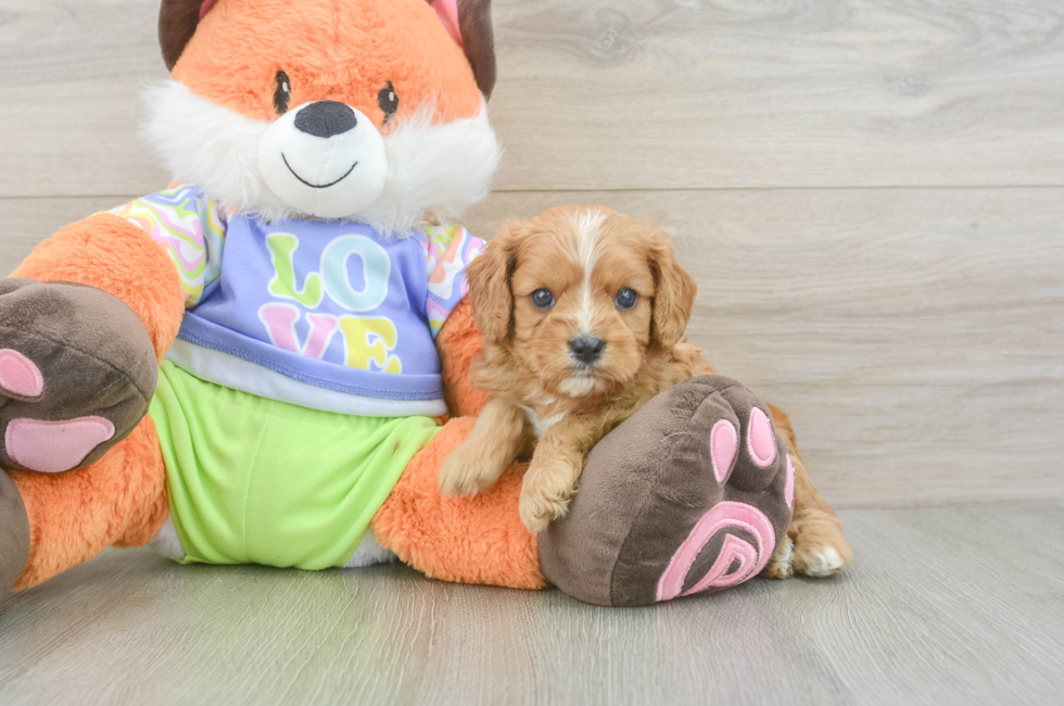 5 week old Cavapoo Puppy For Sale - Puppy Love PR