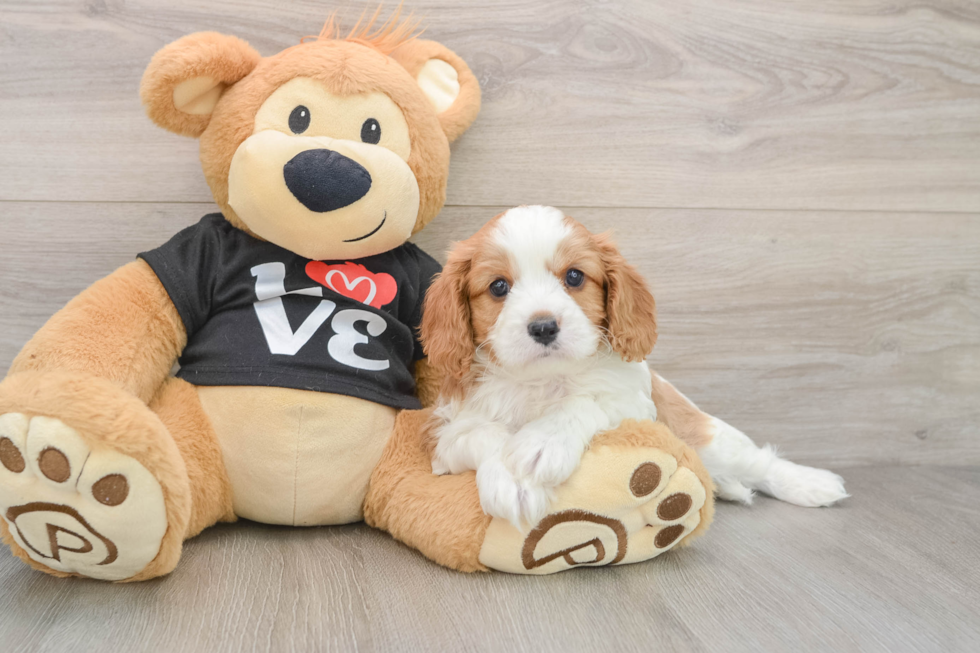 Cavapoo Pup Being Cute