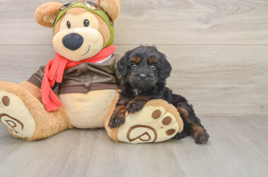 Smart Cavapoo Poodle Mix Pup