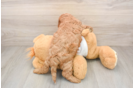 Popular Cavapoo Poodle Mix Pup