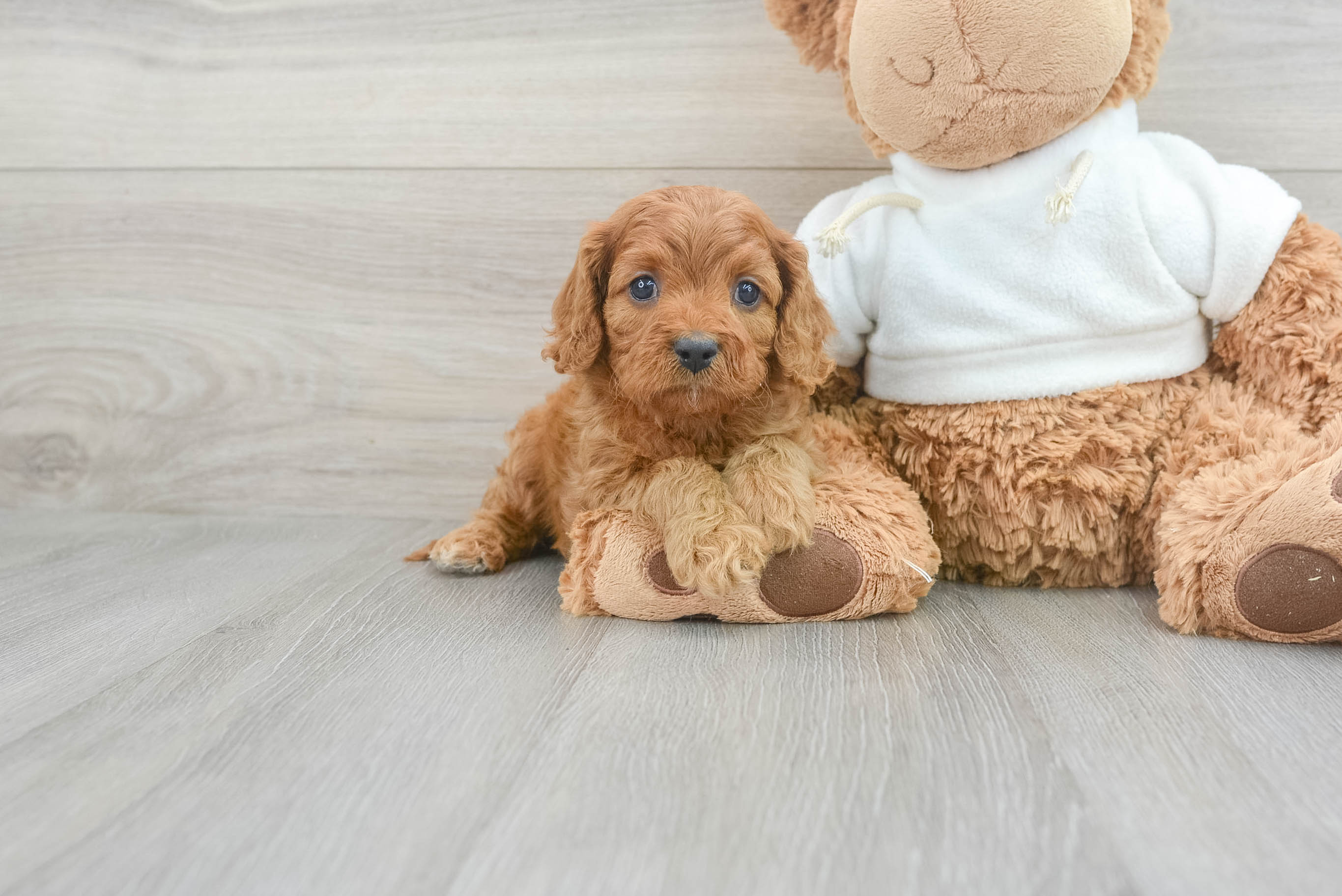 Cavapoo Pup Being Cute