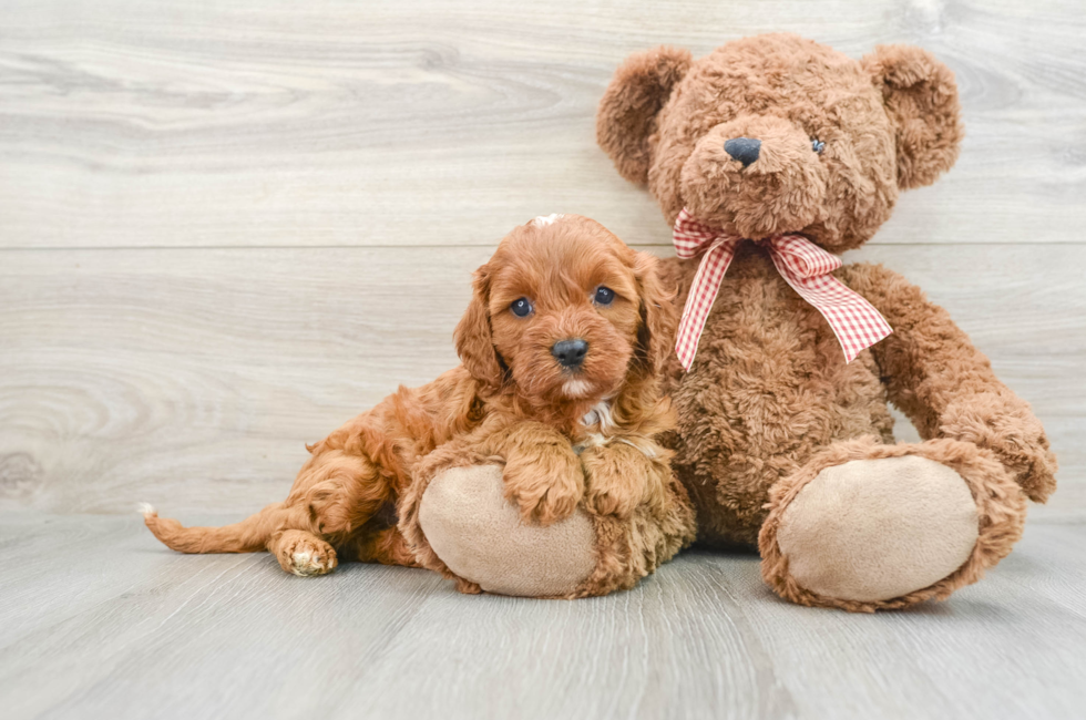 7 week old Cavapoo Puppy For Sale - Puppy Love PR