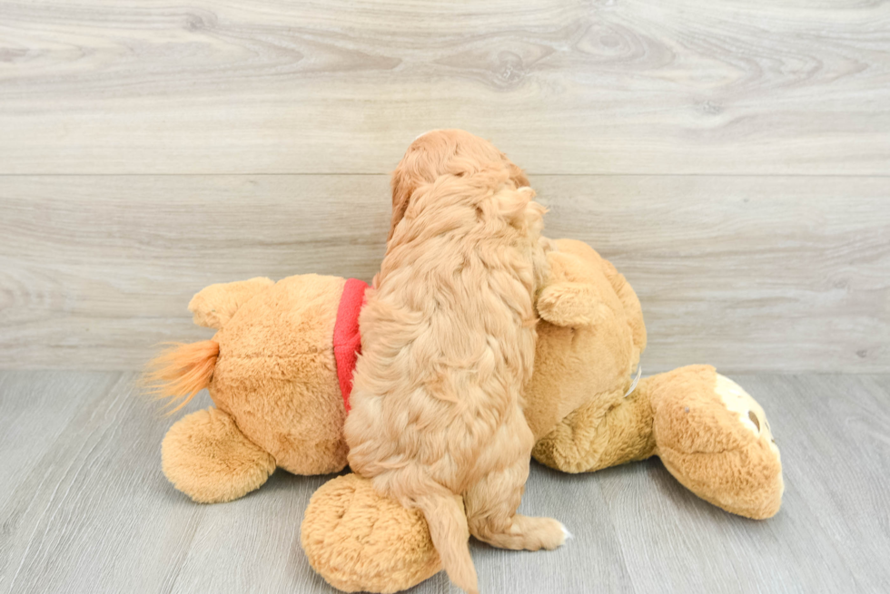 Happy Cavapoo Baby