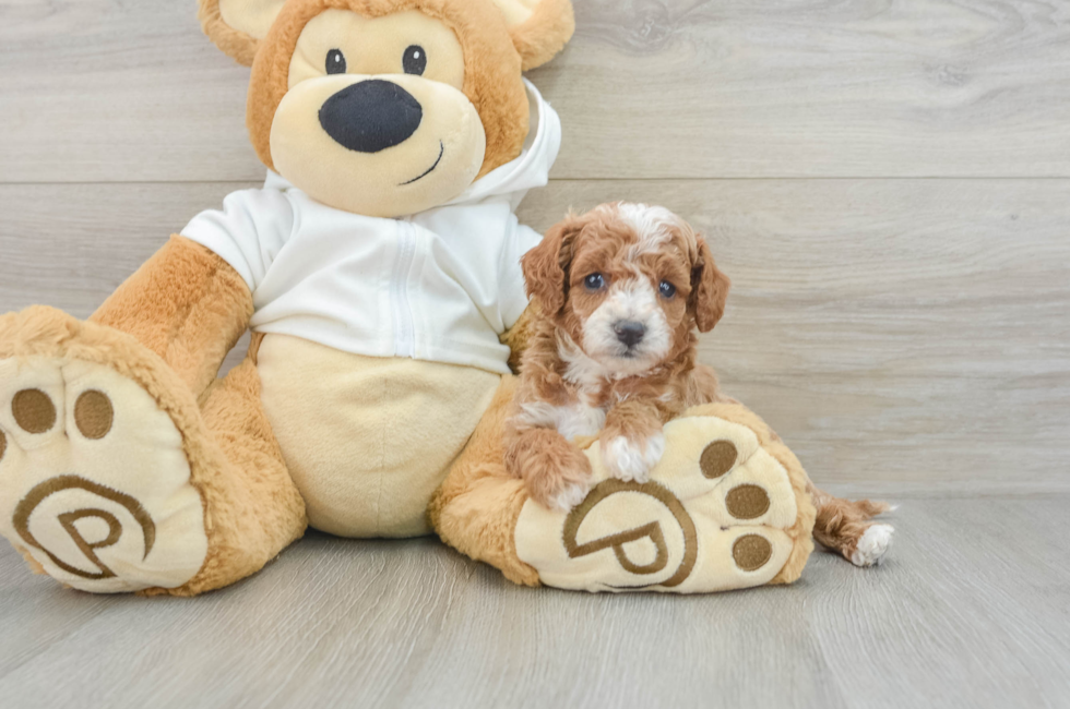 8 week old Cavapoo Puppy For Sale - Puppy Love PR