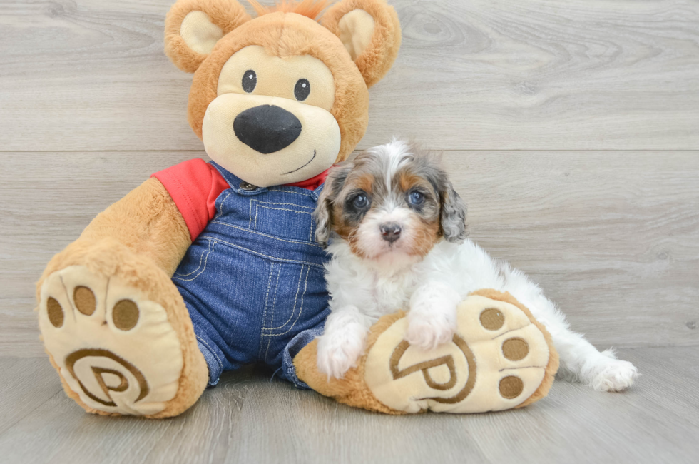 7 week old Cavapoo Puppy For Sale - Puppy Love PR