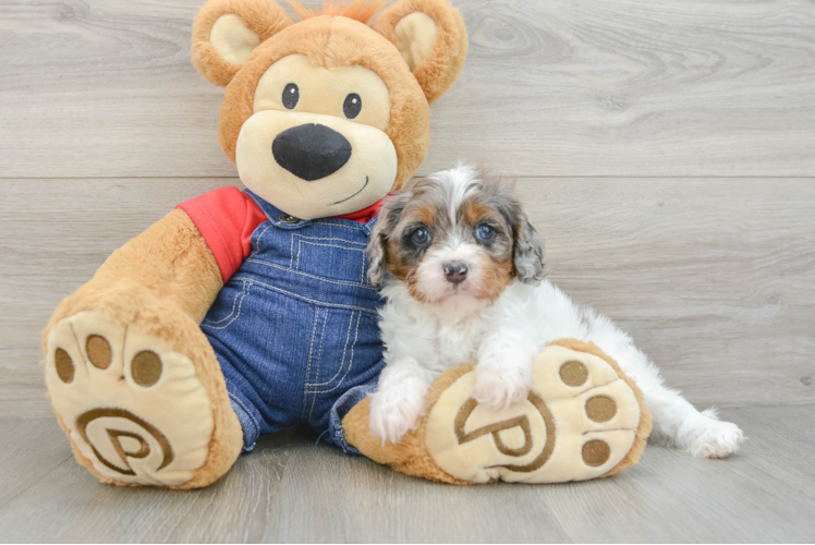 Meet Marcus - our Cavapoo Puppy Photo 1/3 - Puppy Love PR Best Cavapoo Baby