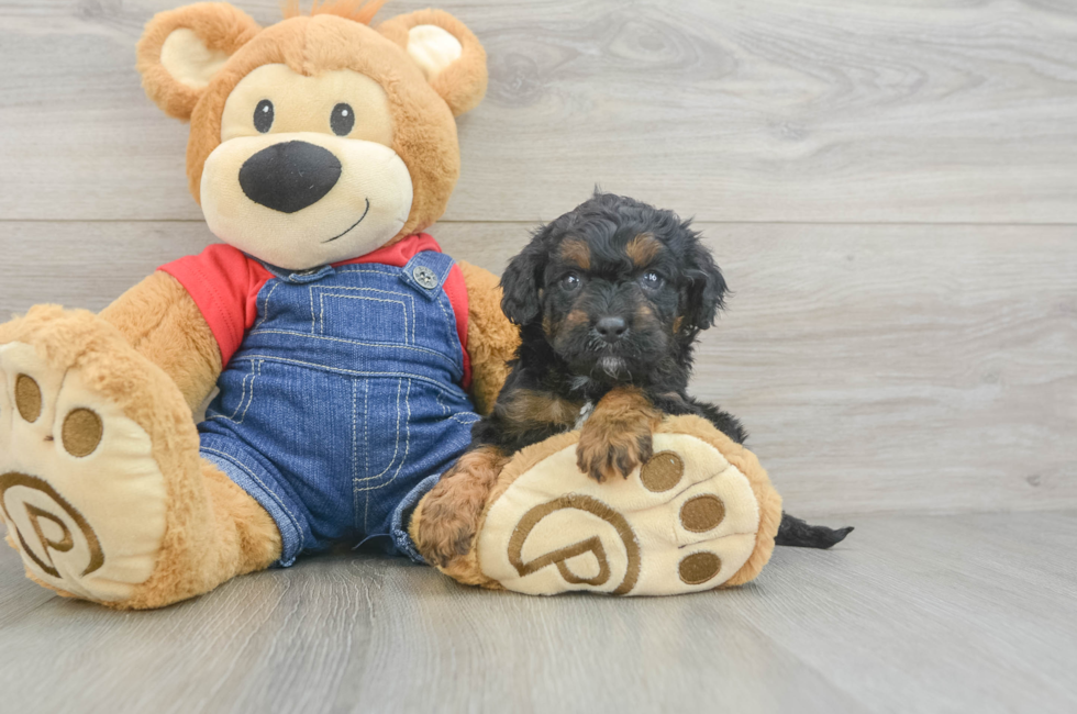 7 week old Cavapoo Puppy For Sale - Puppy Love PR