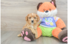 Best Cavapoo Baby