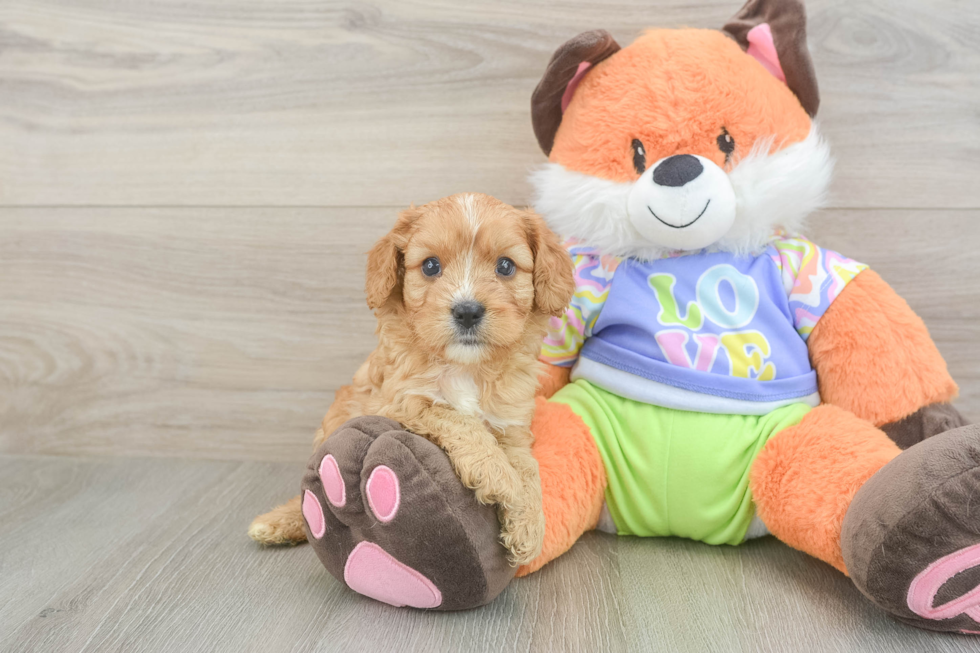 Best Cavapoo Baby