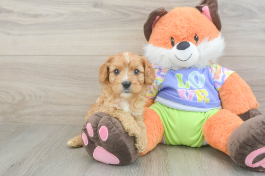 Best Cavapoo Baby