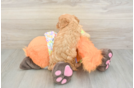 Cavapoo Puppy for Adoption