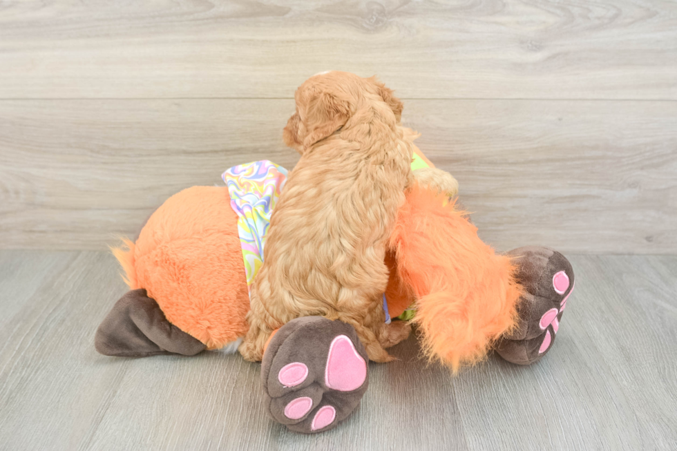 Cavapoo Puppy for Adoption