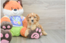 Sweet Cavapoo Baby