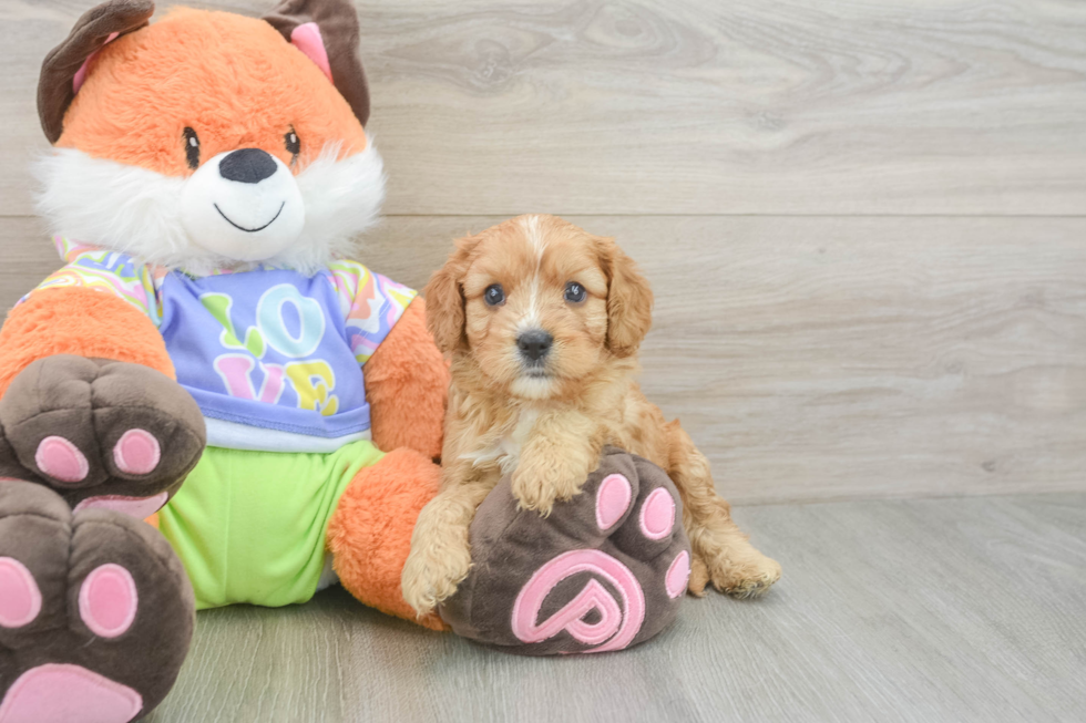 Sweet Cavapoo Baby