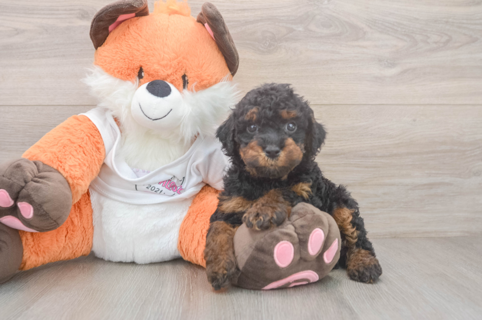 5 week old Cavapoo Puppy For Sale - Puppy Love PR