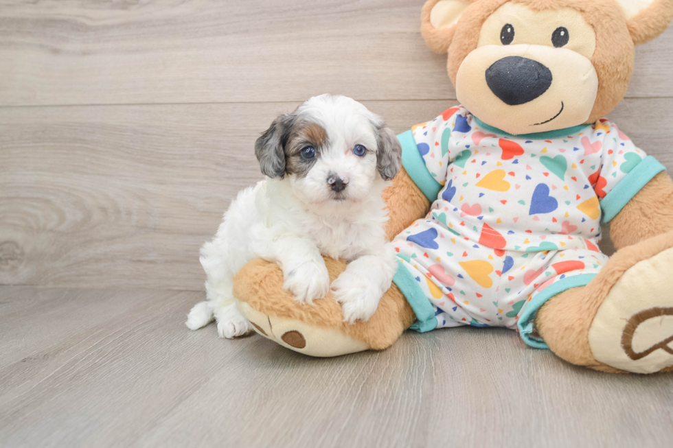 Smart Cavapoo Poodle Mix Pup