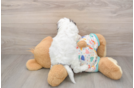 Popular Cavapoo Poodle Mix Pup