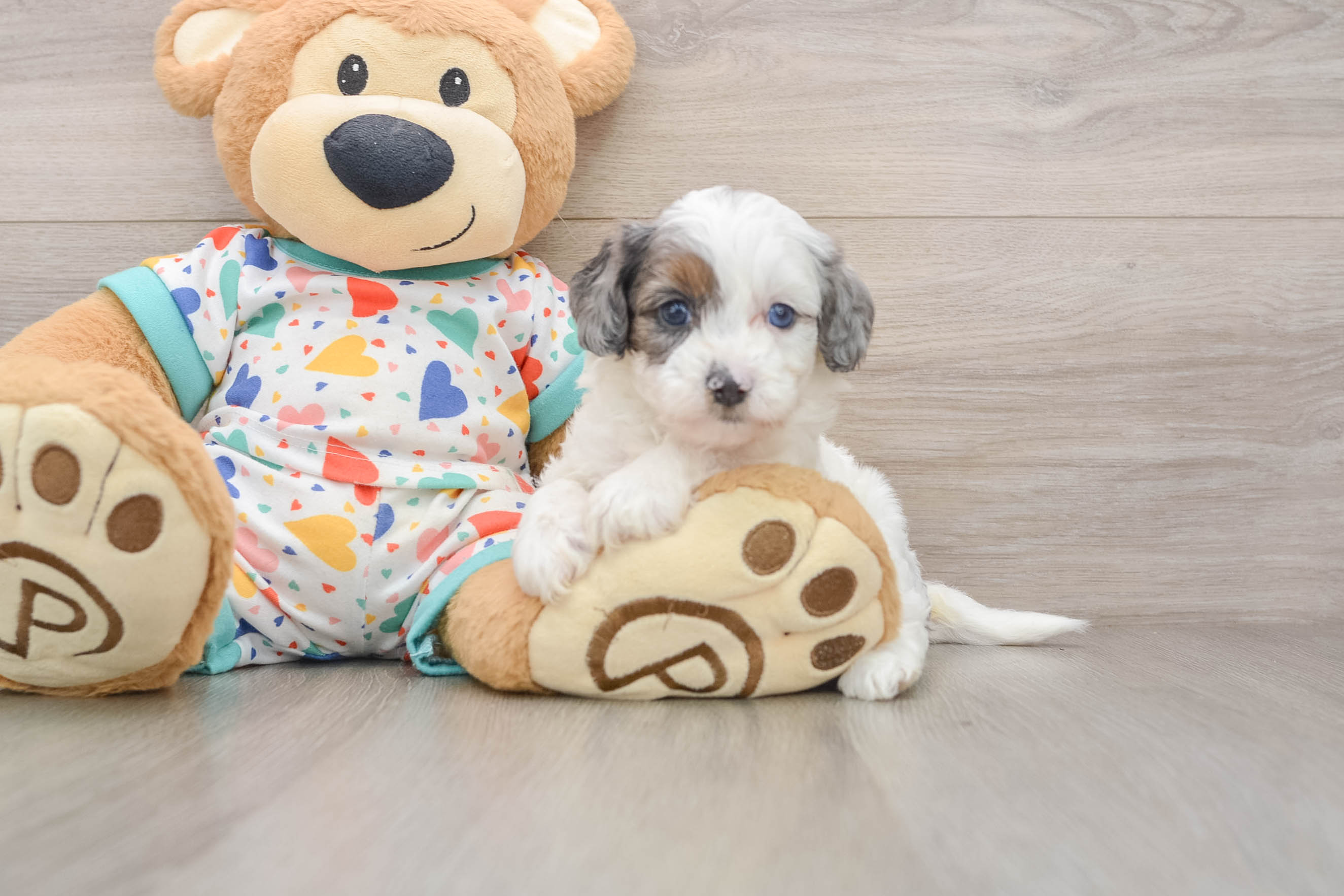 Popular Cavapoo Poodle Mix Pup