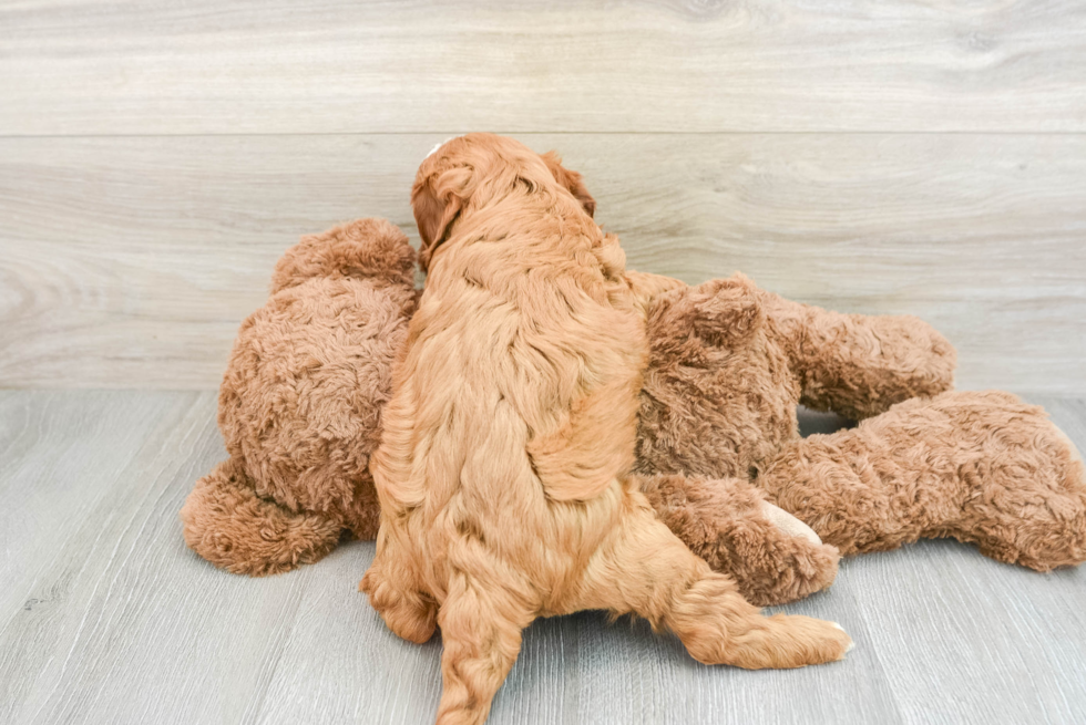 Popular Cavapoo Poodle Mix Pup