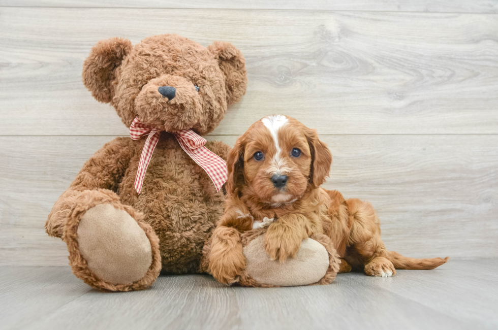 7 week old Cavapoo Puppy For Sale - Puppy Love PR