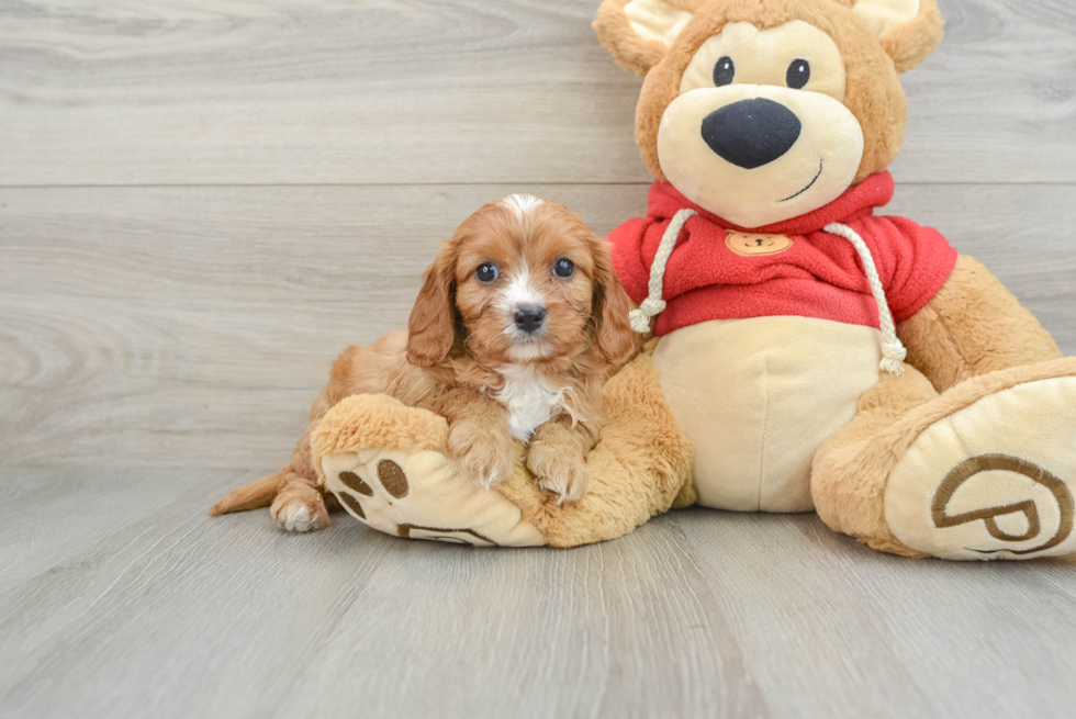 Popular Cavapoo Poodle Mix Pup