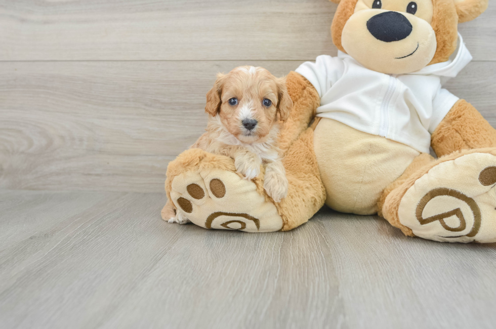 8 week old Cavapoo Puppy For Sale - Puppy Love PR