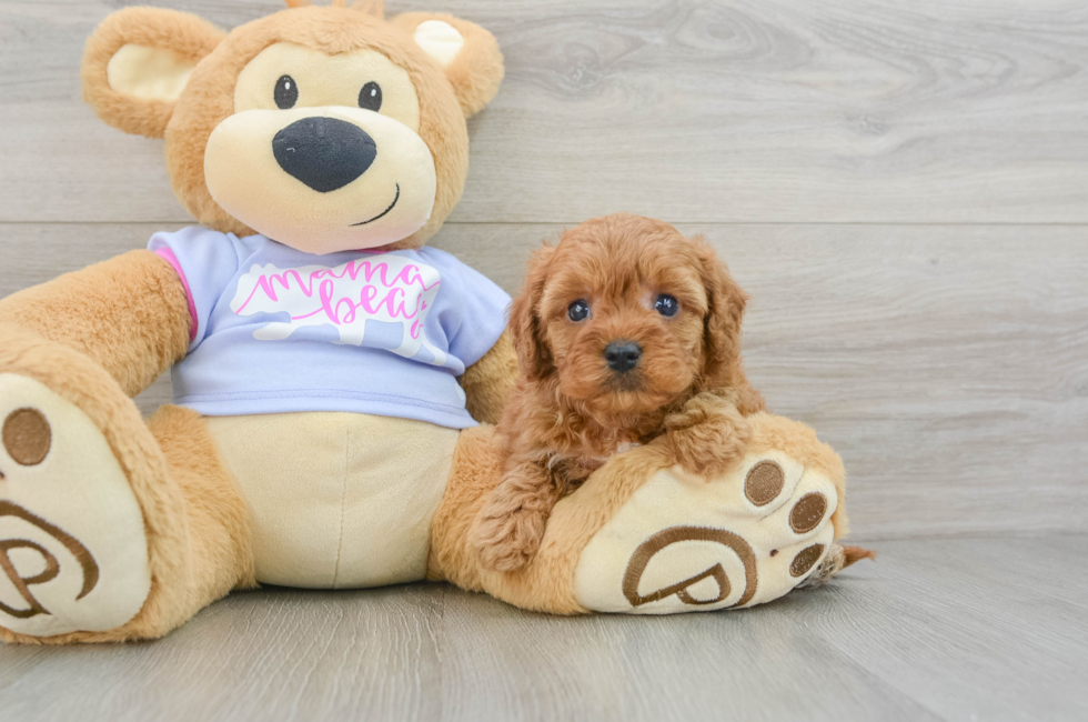 7 week old Cavapoo Puppy For Sale - Puppy Love PR