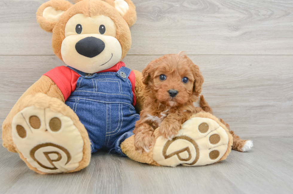 5 week old Cavapoo Puppy For Sale - Puppy Love PR