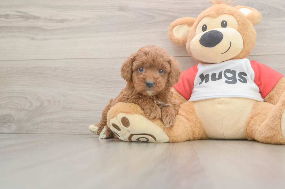 5 week old Cavapoo Puppy For Sale - Puppy Love PR