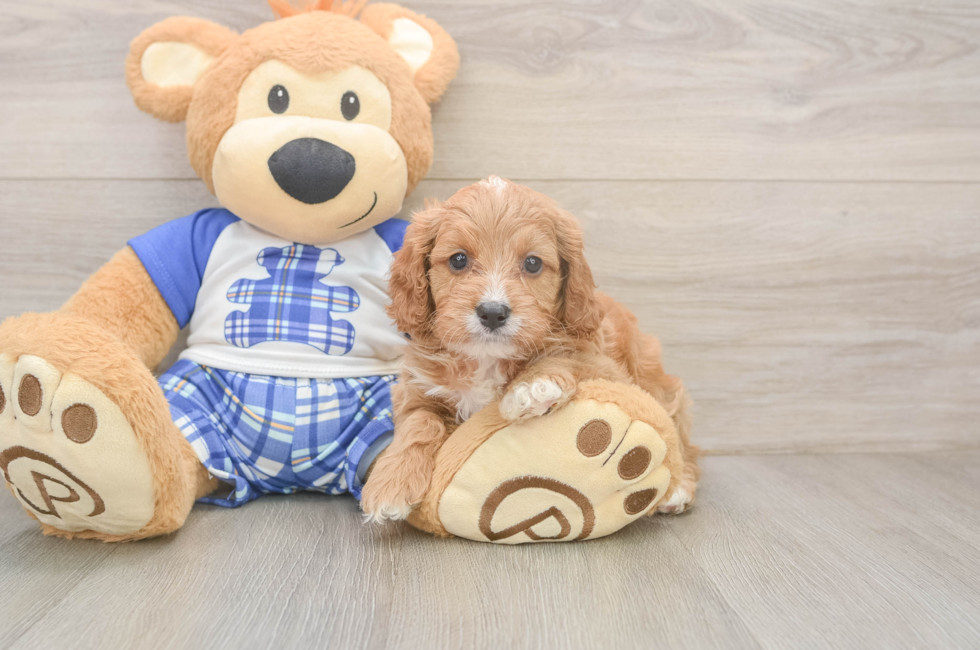 5 week old Cavapoo Puppy For Sale - Puppy Love PR