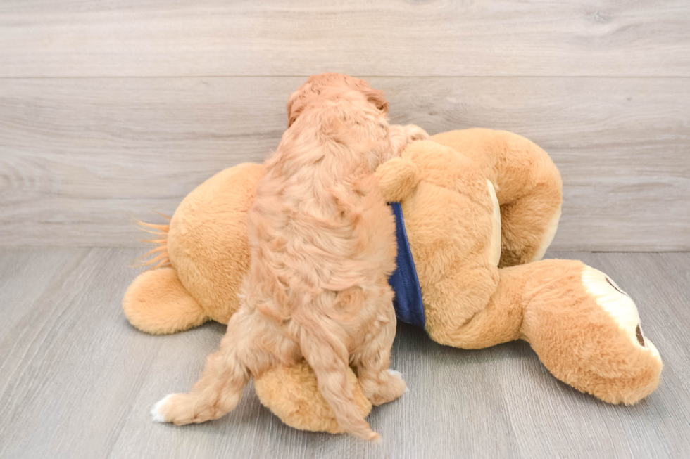 Energetic Cavoodle Poodle Mix Puppy