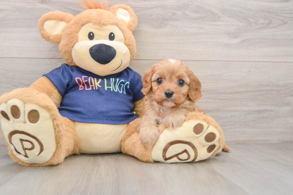 Energetic Cavoodle Poodle Mix Puppy