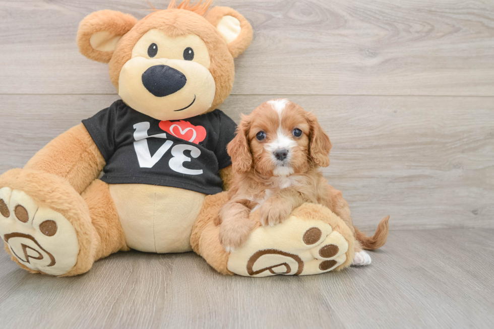 Cavapoo Pup Being Cute
