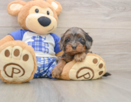 8 week old Cavapoo Puppy For Sale - Puppy Love PR