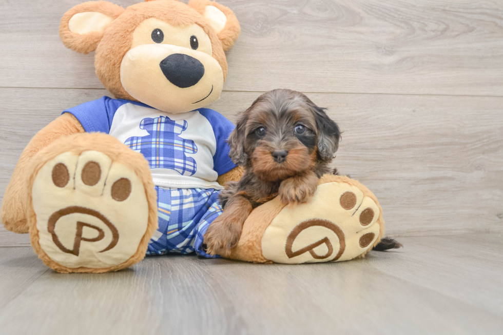 Petite Cavapoo Poodle Mix Pup