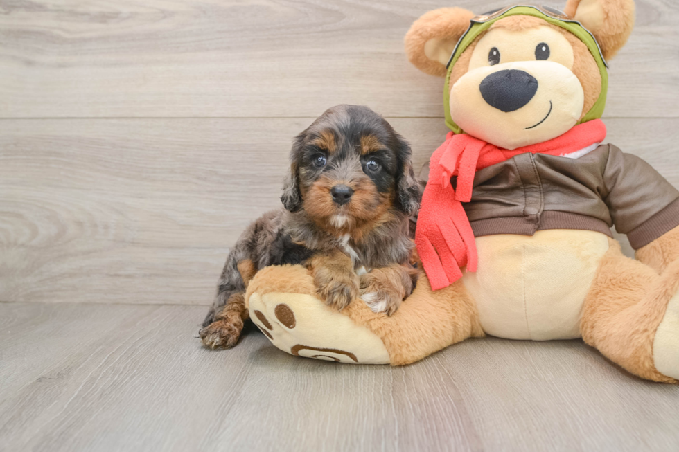 Best Cavapoo Baby