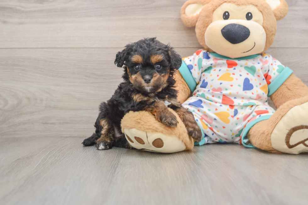 Popular Cavapoo Poodle Mix Pup
