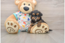 Little Cavipoo Poodle Mix Puppy