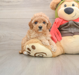 7 week old Cavapoo Puppy For Sale - Puppy Love PR