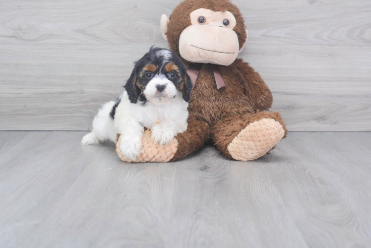 Meet Marianne - our Cavapoo Puppy Photo 1/3 - Puppy Love PR Best Cavapoo Baby