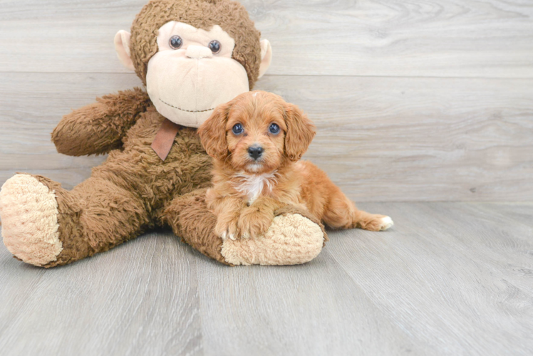 Cavapoo Pup Being Cute