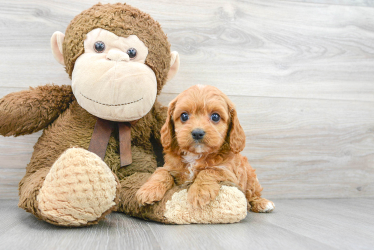 Cavapoo Pup Being Cute